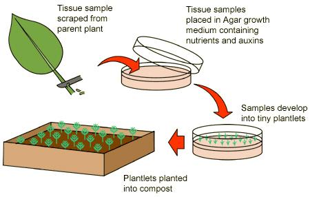 9.3.A1 Micropropagation of plants using tissue from the shoot apex, nutrient agar gels and growth hormones.