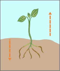 Geotropism) is the response to gravity.