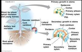 Cell division and growth occurs in meristems Apical