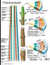 adds layers of vascular tissue called secondary xylem (wood) and secondary phloem The cork cambium replaces the