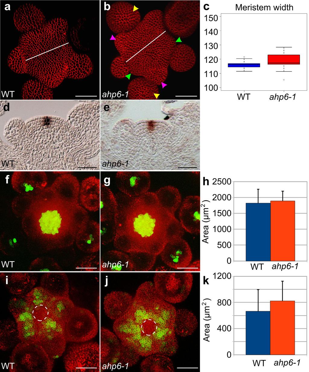 RESEARCH SUPPLEMENTARY INFORMATION Supplementary Figure 6. The size of the meristem and of the stem cell niche are not affected by the ahp6 mutation.