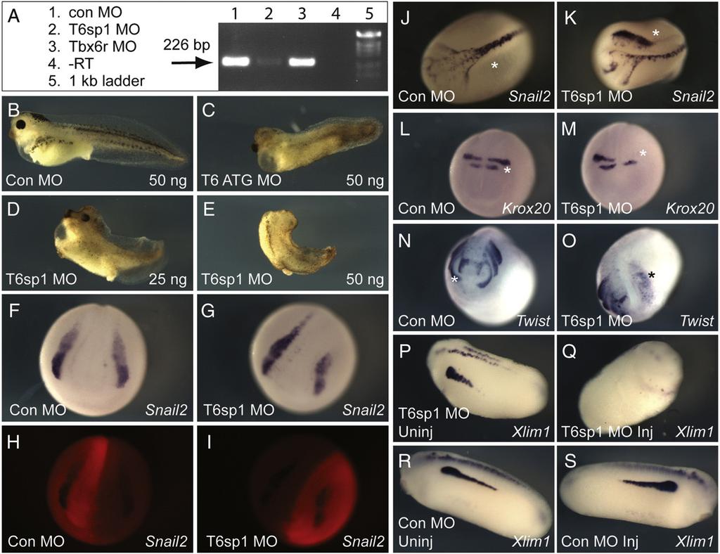E.M. Callery et al. / Developmental Biology 340 (2010) 75 87 85 Fig. 9. Embryos lacking Tbx6 have defects in neural crest and paraxial mesoderm formation.