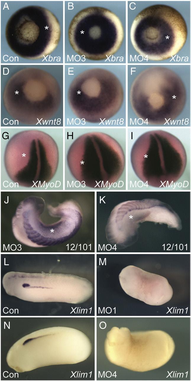 E.M. Callery et al. / Developmental Biology 340 (2010) 75 87 83 Differential induction of neural plate border markers by Tbx6r and Tbx6 The neural crest derives from the neural plate border.