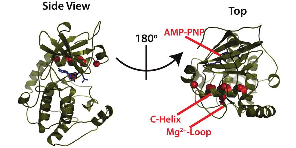 Fig. 7: Conformational interconversion of the highly conserved C-helix and Mg 2+ -loop in the AMP-PNP (shown in blue) bound state of PKA-C.
