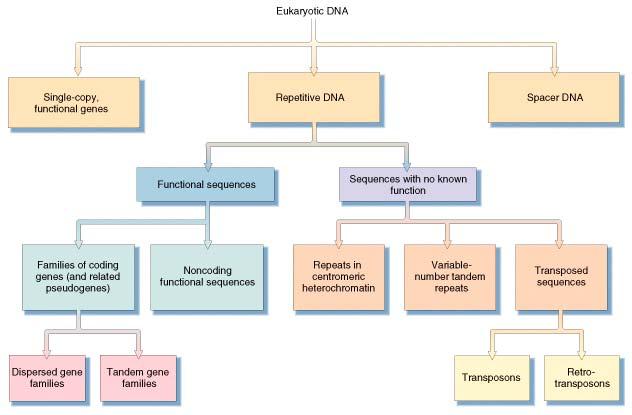 Molecular Drive (Dover) The nuclear genomes of eukaryotes are subject to a continual turnover through unequal exchange, gene conversion, and DNA transposition.