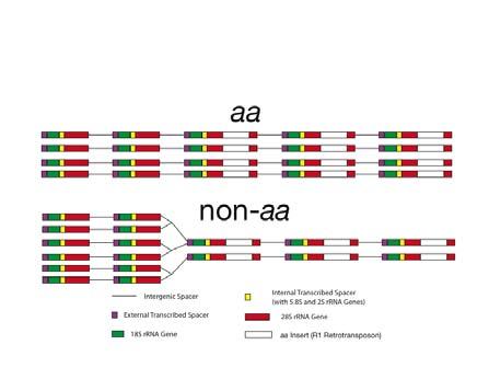004 to the rdna Cluster) Distribution of Insert Proportions in X Chromosomes with ur + versus ur aa Frequency 0.2 0.