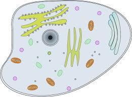 16. Paramecia have hair like structures called cilia that it uses to propel itself through the water. When a paramecium bumps into a surface, it backs up, turns 45 and swims forward again.