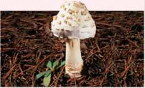 Eukarya have s Eukarya have s Section 1.2 Mushroom: Corbis (RF) Section 1.