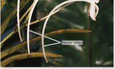 Since these orchids shared characteristics with other orchids known to be moth pollinated Sections 1.3 & 1.4 Figure 1.