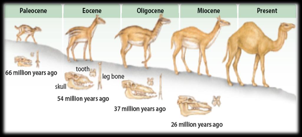 The Modern Camel Paleontologists have used