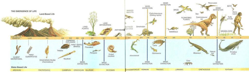 The evidence for evolution Most scientists agree that life on Earth started from a few simple organisms.