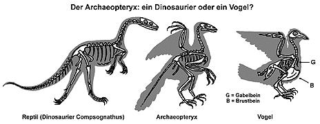 Brückenformen Transitional Form Complete worksheet Kriechtier, Archaeoperyx und Vogel