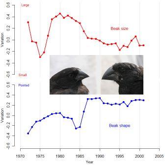 Connected changes in beak dimensions to