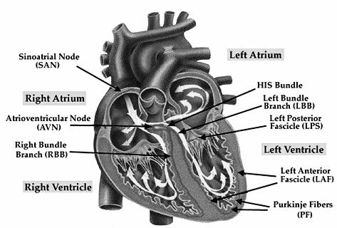 beat begins with a signal from SA node. This is why the SA node is sometimes called natural pacemaker of the heart.