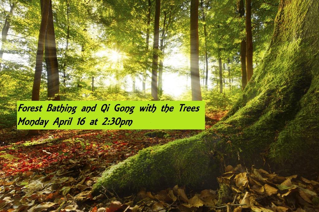 FOREST BATHING AND QI GONG WITH TREES Monday APRIL 16 at 2:30 pm PDT I AM GIVING A FREE LIVE CLASS ABOUT FOREST BATHING and QI GONG WITH TREES. Look for updates on the Facebook Page at www.