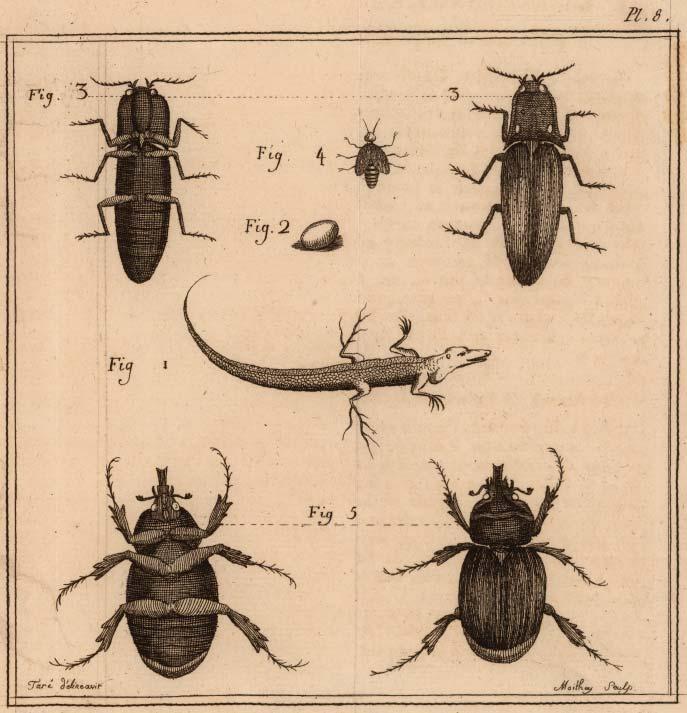 2 INSECTA MUNDI 0370, August 2014 RATCLIFFE Figure 1. Plate 8 from Nicolson (1776) illustrating Scarabaeus monoceros in Fig. 5.