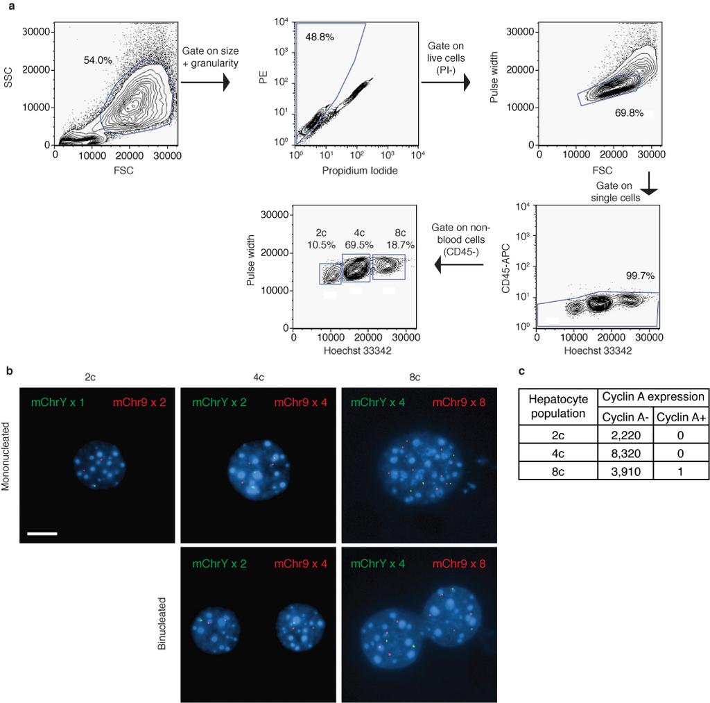 doi:10.1038/nature09414 Supplementary Figure 1 FACS-isolated 8c hepatocytes are highly pure. a, Gating strategy for identifying hepatocyte populations based on DNA content.