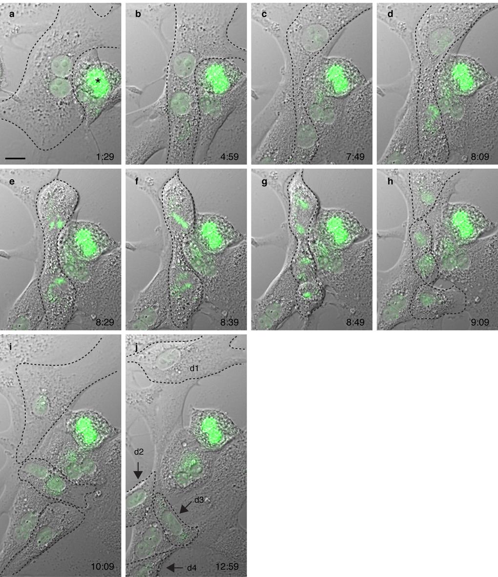 Supplementary Figure 13 Double mitosis by binucleated 4c hepatocyte with successful cytokinesis.