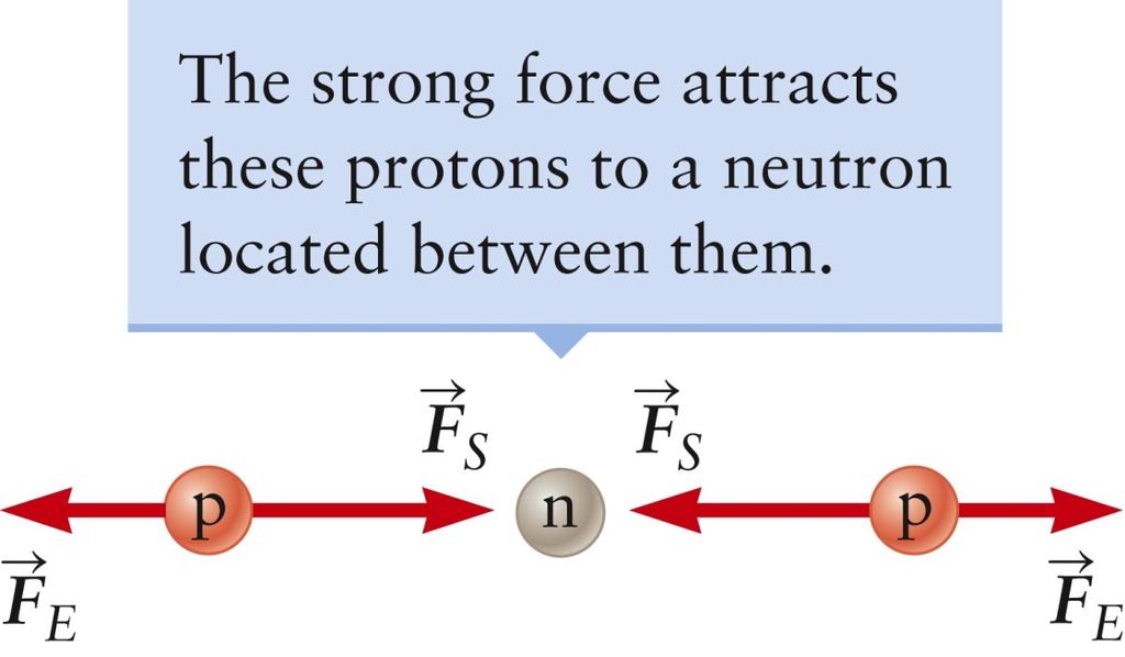 Stability in the Nucleus Neutrons are essential for the stability of the nucleus A neutron placed between two protons will add an attractive