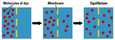 WHY or WHY NOT? A Membrane with pores big enough to allow dye to pass NO, because that would require an input of energy, or some sort of organizing force, right?