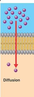 cross the cell membrane from an area of high concentration to an area of low concentration.