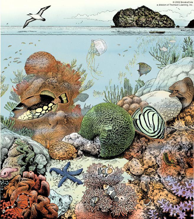 html 4. Coral Reef Community Coral reefs are created by coral animals.