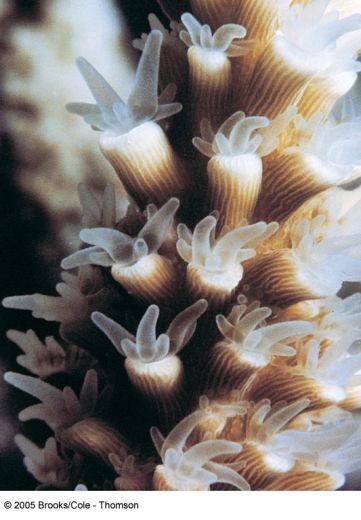 Coral Reef Polyps