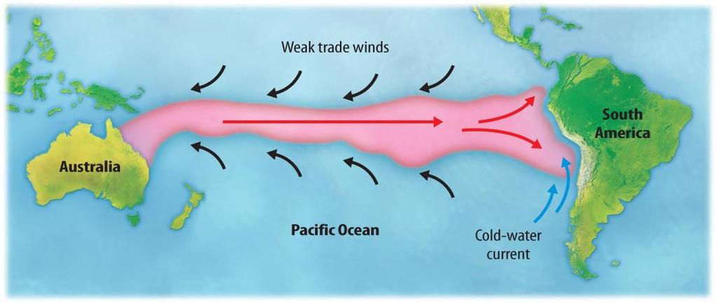 During ENSO, the trade winds weaken and