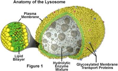 Lysosomes: Digestive Compartments A membranous sac of hydrolytic enzymes that animal cell uses to digest macromolecules These hydrolytic