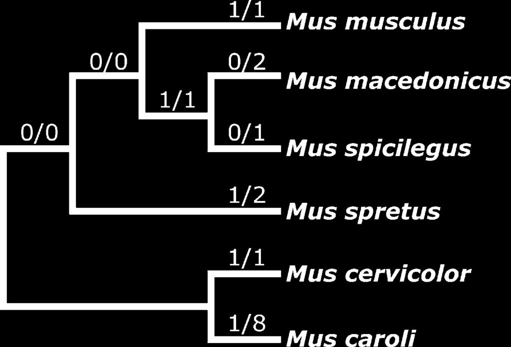 Nonneutral Evolution of Pseudogene 2205 FIG. 2. Pairwise Jukes-Cantor distances of the six Mus species at the Makorin1-p1 locus. Distances were estimated with the completedeletion option.