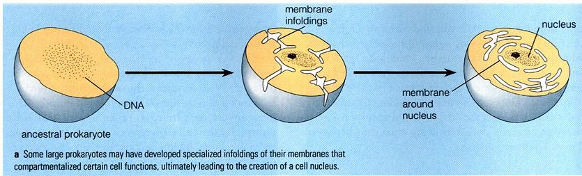 Evolution of Eukaryotes Prokaryote membrane infoldings may have