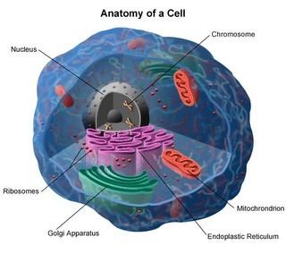 Towards Multicellular Life Symbiotic Theory Cells with different specialties benefit eachother