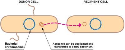 8.5 Plasmids DNA can be transferred between