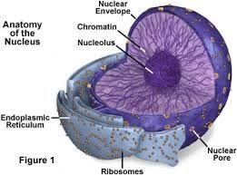 The Nucleus Contains all of the DNA m and with it the instructions for making everything that the cell needs Nuclear pores allow material to
