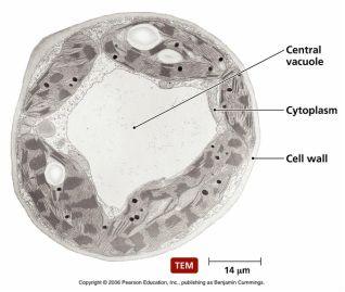 Organisms that store, clean up and support Vacuole Act as storage area for materials Example water,
