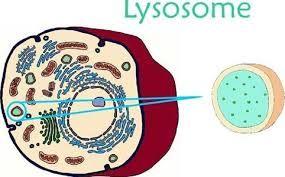 More organelles Lysosome Clean up crew sell janitors Filled with