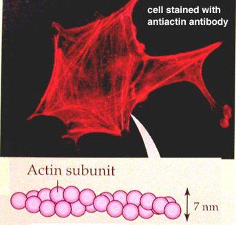 crawl Microtubules Hollow structures made of tubulins Maintain shape Assist in cell division Form