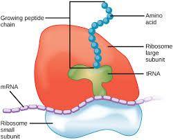 Building proteins Ribosomes Ribosomes assemble proteins Small particles of RNA and protein found in