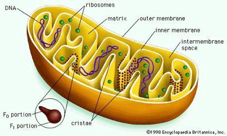 Mitochondria Convert chemical energy from food into compounds more convenient for