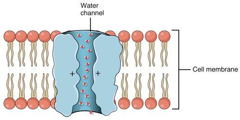 Osmosis facilitated diffusion Water requires facilitated diffusion why?