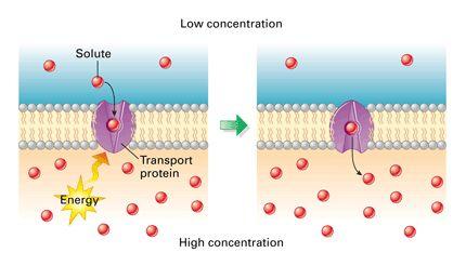Active transport The movement of materials against a concentration gradient It requires energy Carried out by transport
