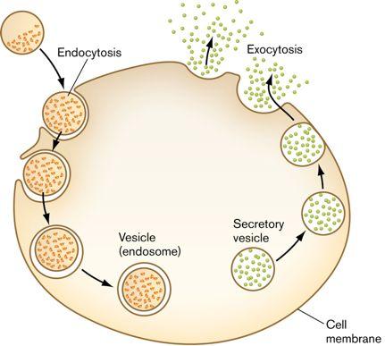 Bulk transport Endocytosis Stuff enters the cell