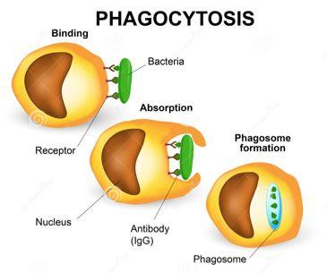 example White blood cells eat damaged cells Exocytosis