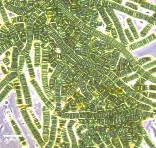 Cyanobacteria were the first organisms on Earth to do modern
