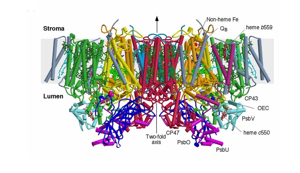 Mn 4 -Ca cluster Mn 4 -Ca cluster Per monomer 19 protein subunits 16 intrinsic + 3 extrinsics 35