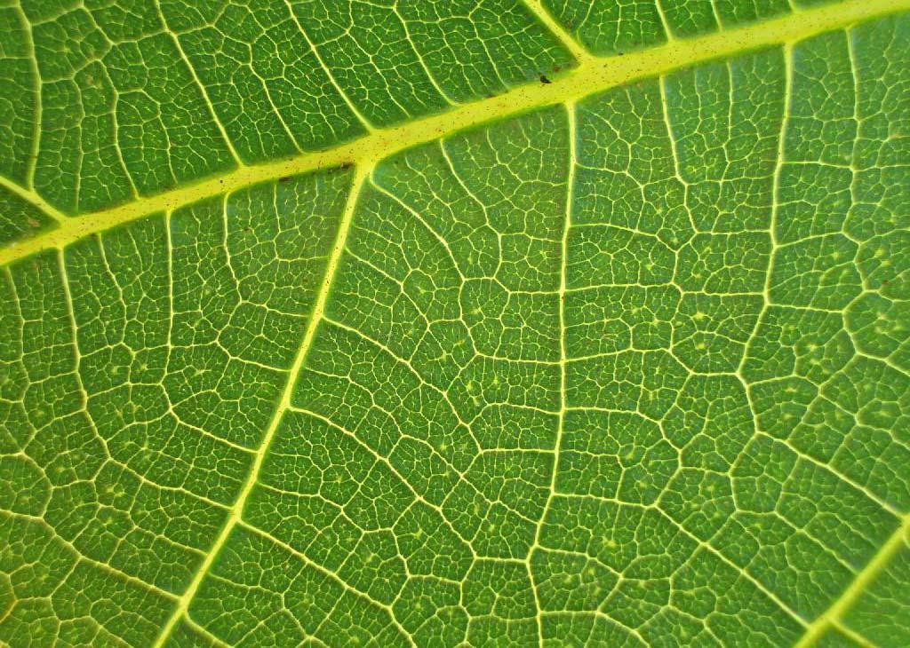 Energy Total (14TW) global (14TW) O 2 O 2 If a leaf can do it we can do it If