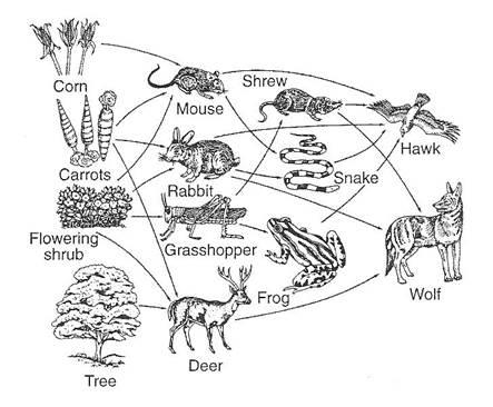 15. List the organisms that are secondary consumers in this food web. Wolf, frog, snake, shrew 16. In the picture below, what do X, Y, and Z most likely represent?