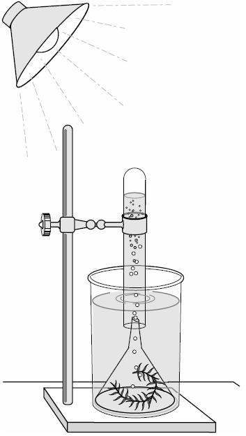 18. Which chemical reaction is displayed in the experiment shown in the picture on the right? photosynthesis 19. What are the bubbles that have collected in the test tube? Oxygen 20.
