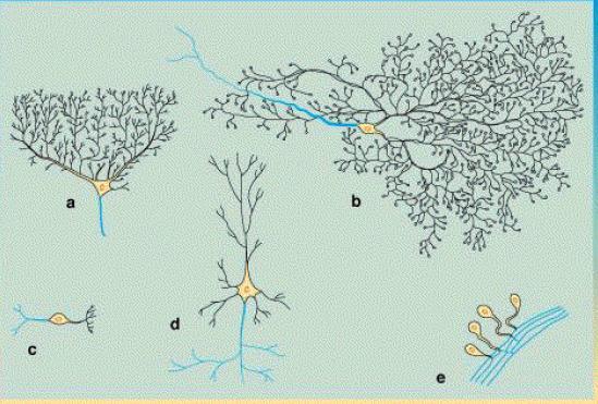 Types of Neuron Neuron comes in many shapes