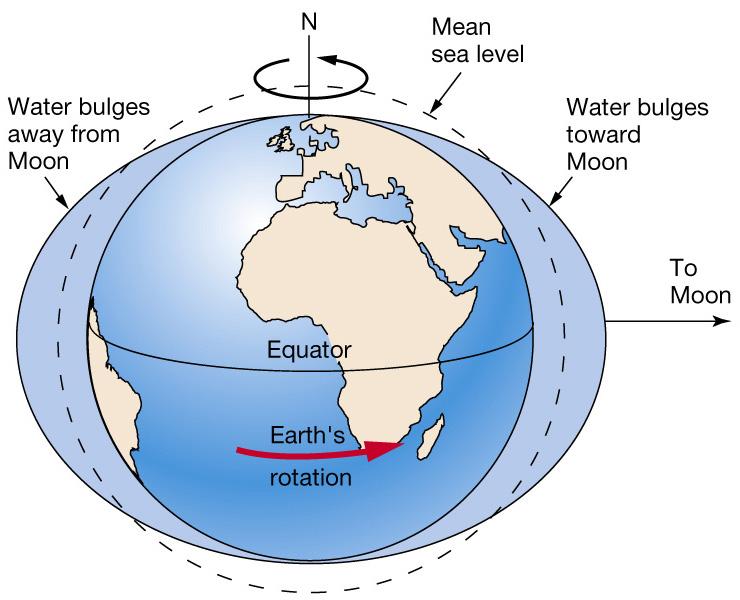 Tidal bulges Tide-generating forces produce 2 bulges: 1. Away from Moon on side of Earth opposite Moon 2.